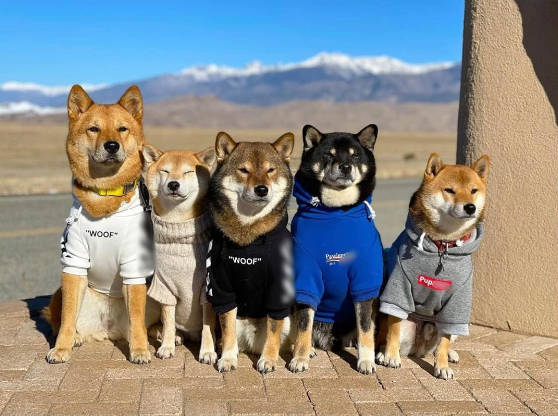 Stylish Streetwear Blue Dog Sweatshirt Tracksuits, Cats Hoodies, Dog Outfit for Cat Puppy Small Medium (XL)