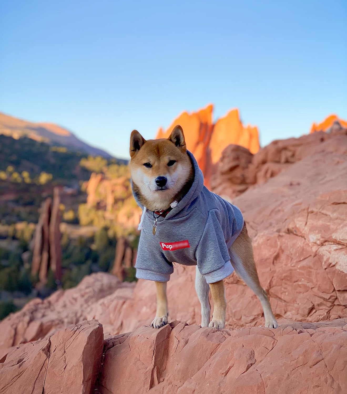 Pup Dog Hoodie & Sweater - Stylish Streetwear Cat & Puppy Cotton Sweatshirts in Gray - S, M, L